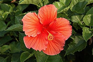 类跑团多人调查冒险游戏《志怪者》EA测试开启